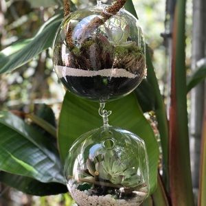 Mini terrariums in vitro